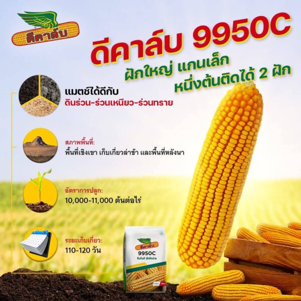 ข้าวโพด 9950C