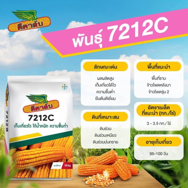 ข้าวโพด 7212C - Image 3