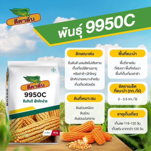 ข้าวโพด 9950C - Image 2