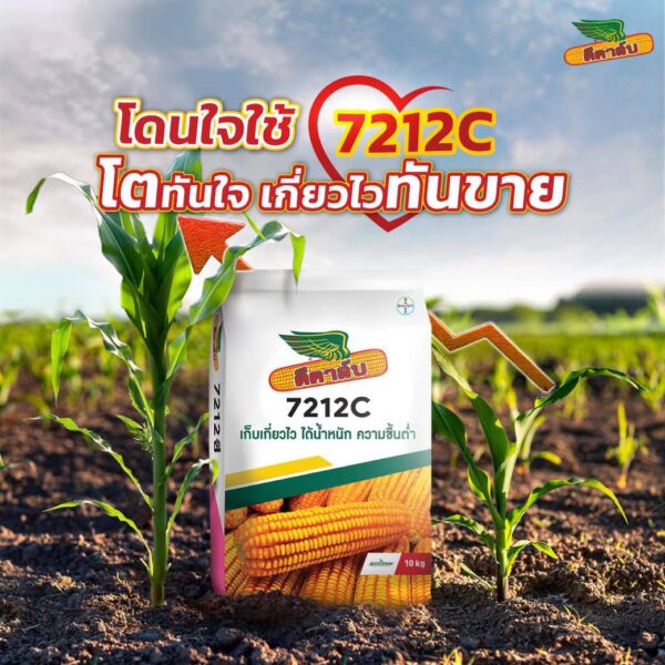 ข้าวโพด 7212C - Image 2