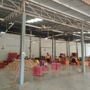 มะขามหวานสีทอง-แกะเม็ด