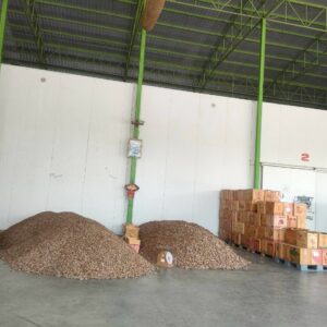 มะขามหวานฝักสีชมพูคละ