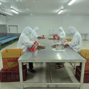 ขิงแก่ใหญ่ (ล้าง)