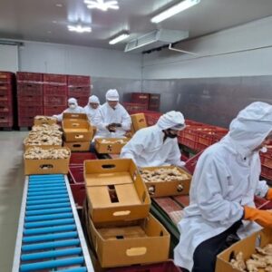 ขิงแก่ (กลาง)