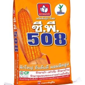 เมล็ดพันธุ์ข้าวโพด ซีพี 508