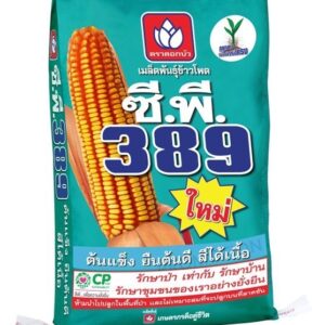 เมล็ดพันธุ์ข้าวโพด ซีพี 389